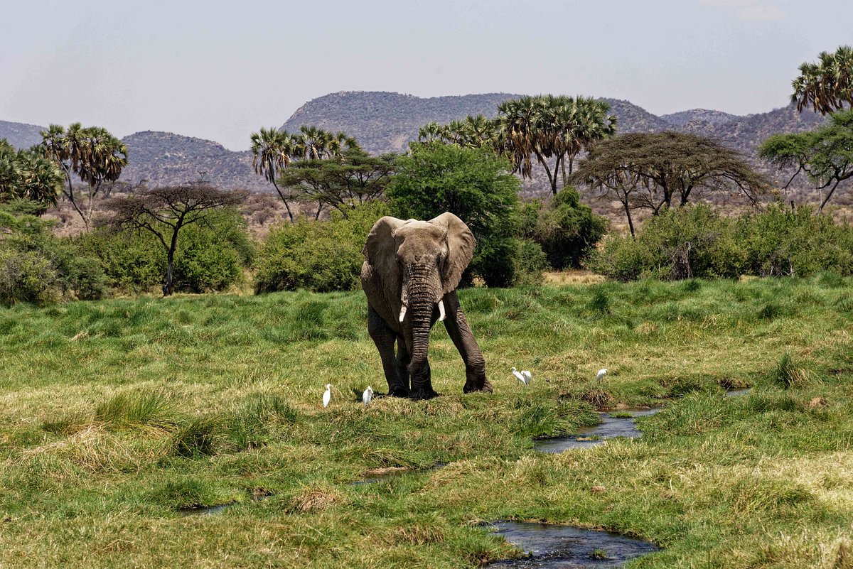 Day Tour Karen Blixen Elephant Orphanage Giraffe Center