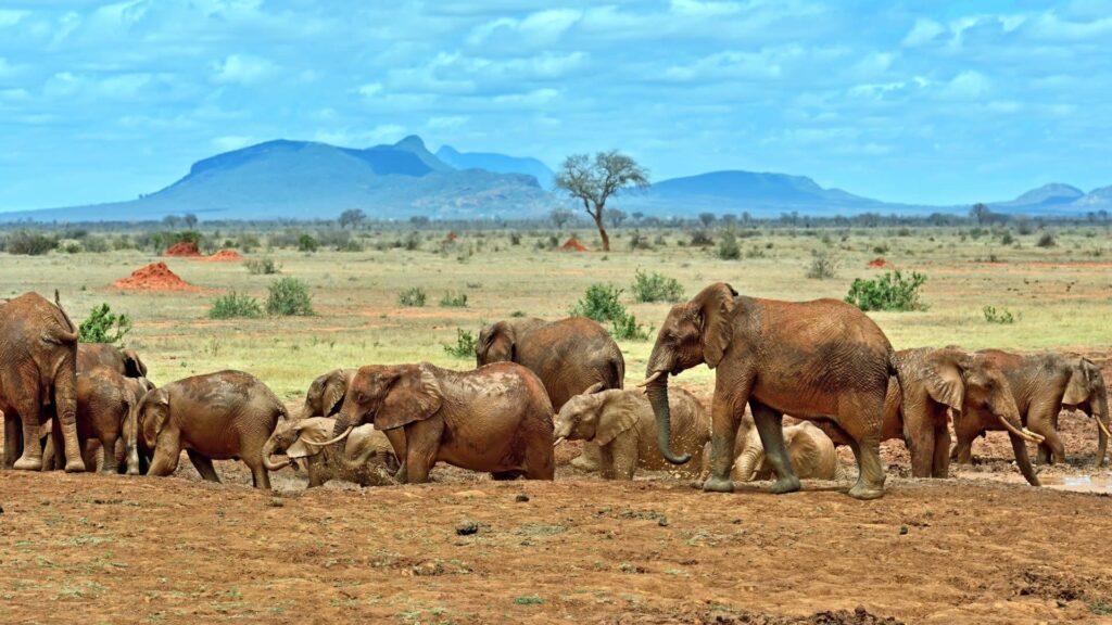 elephant-watch-safari