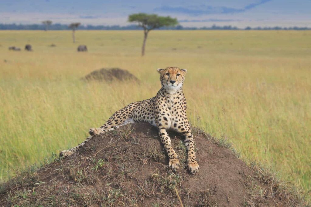 a cheetah at maasai mara national park where Ashnil Mara Camp is located