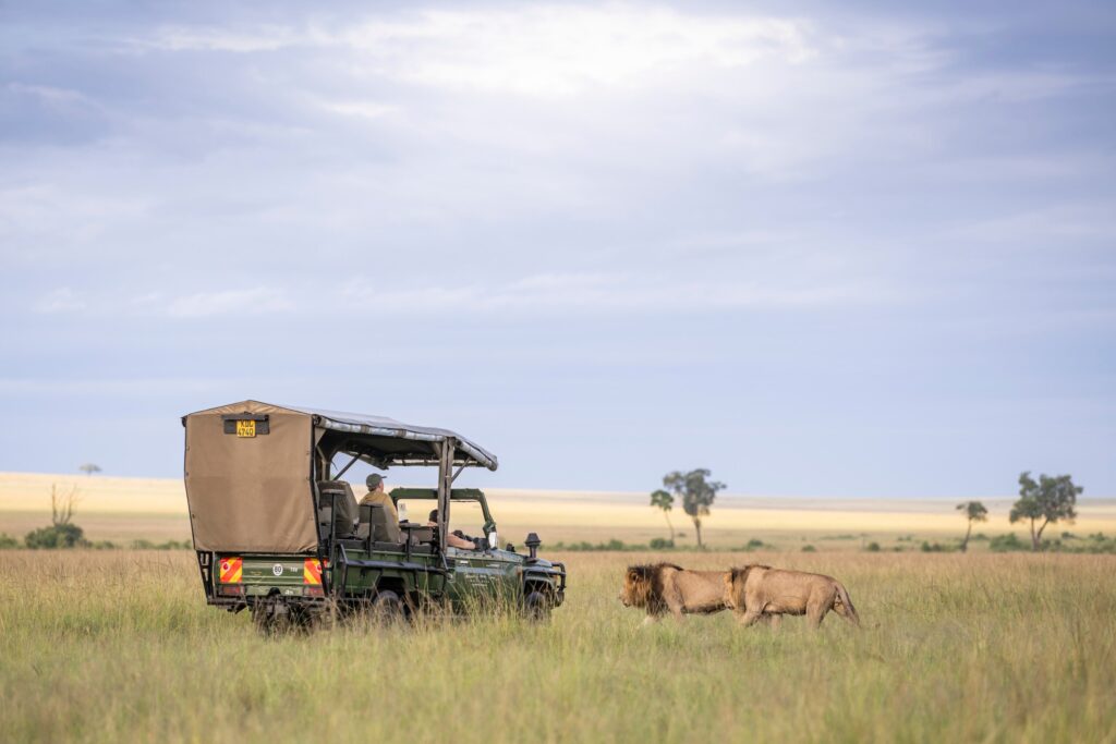 game drives at Governor camp in masai mara
