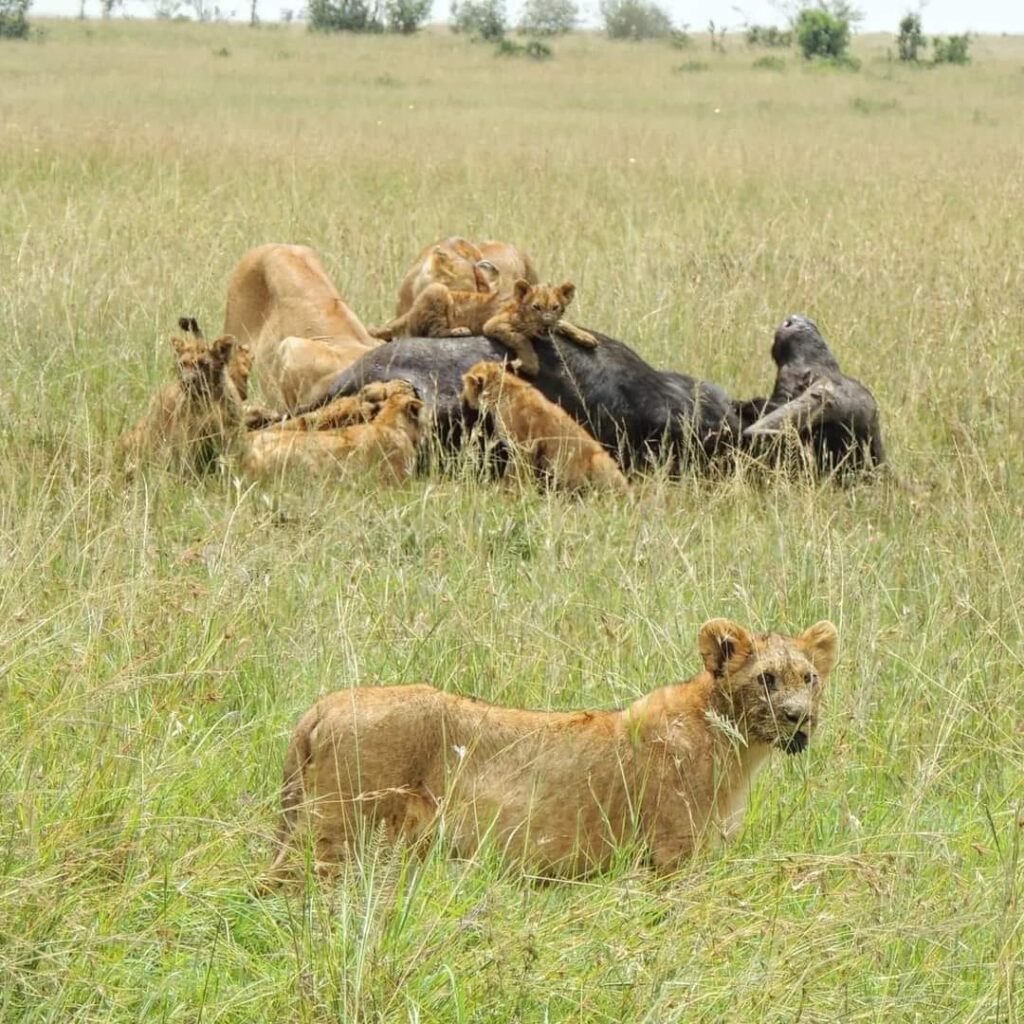 game drives at maasai mara while staying at AA Lodge Masai Mara