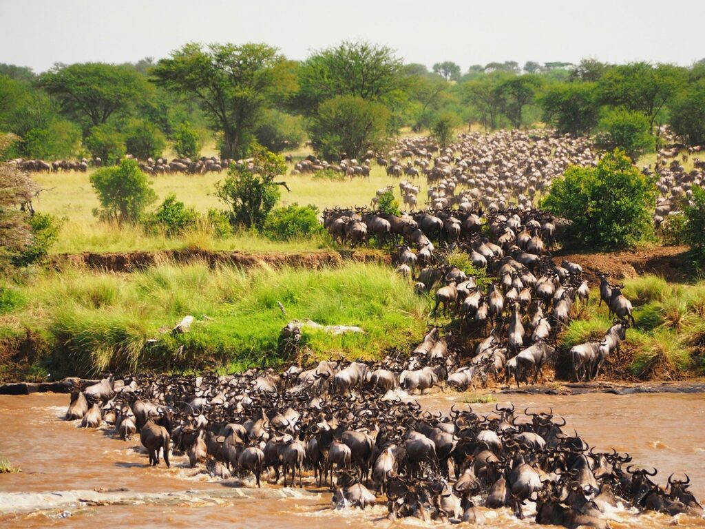 great migration while staying at Ashnil Mara Camp