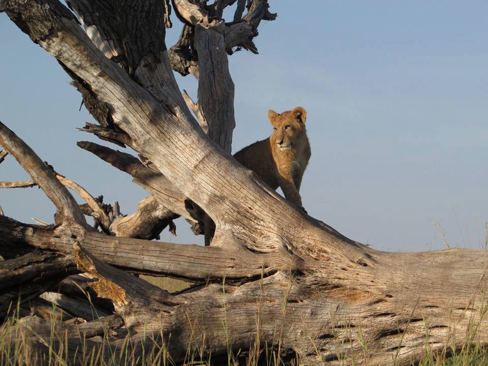 lions sightings near Olmoran Tented Camp