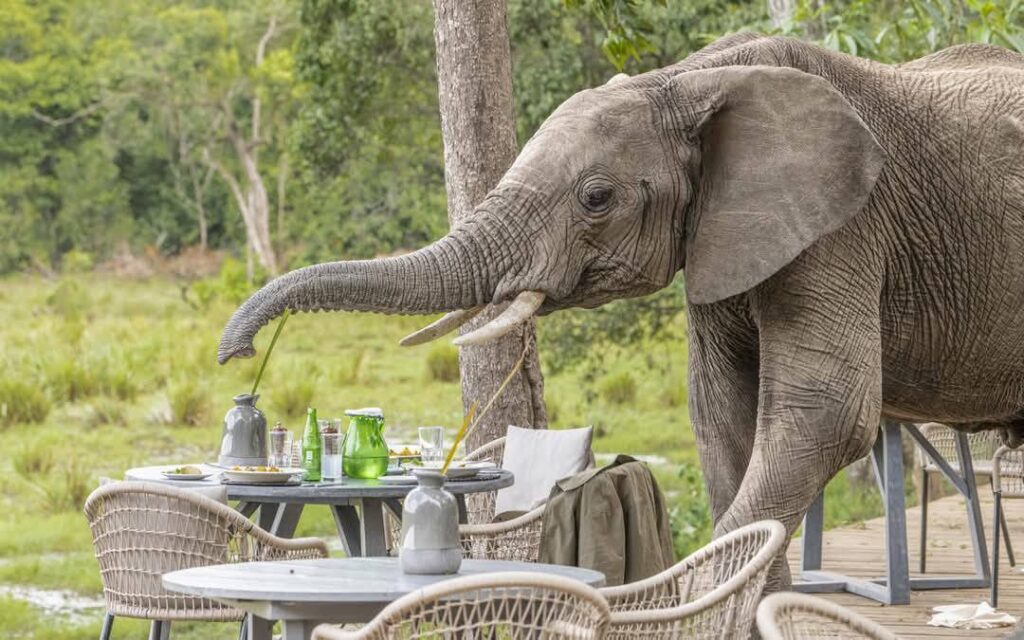 lunch in the wild with wild animals at Governors' Camp Masai Mara