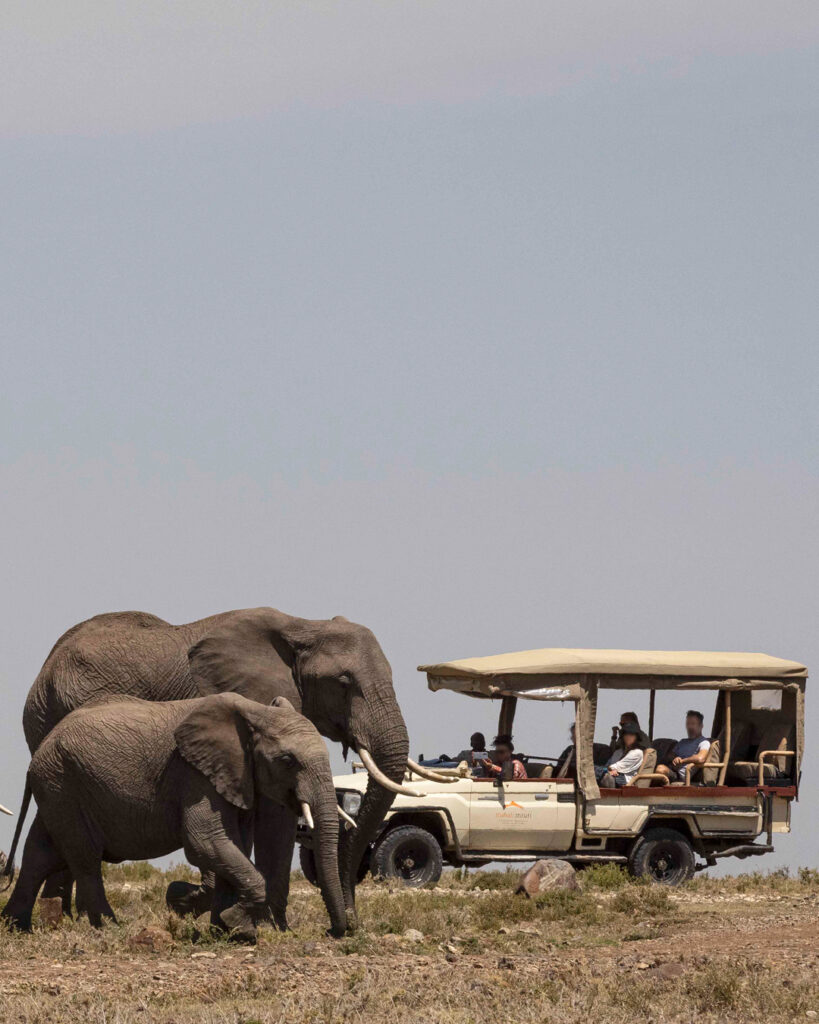 tourists watching elephants at mahali mzuri