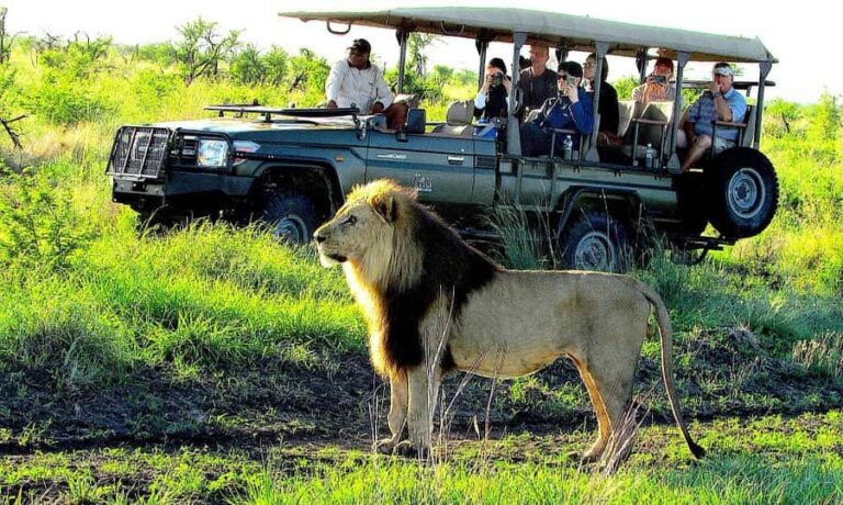 African Safari Travel
