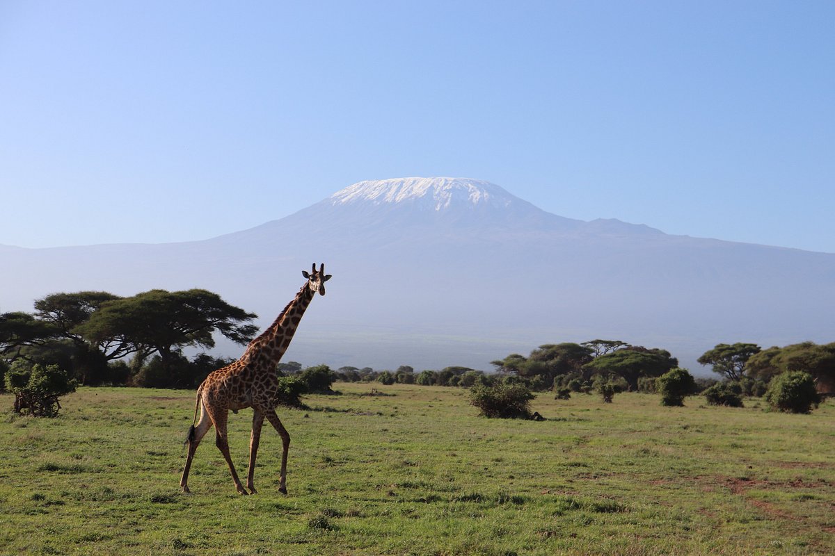 giraffe and mountain image taken by guests on safari