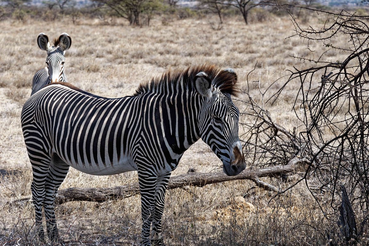 zebras in samburu