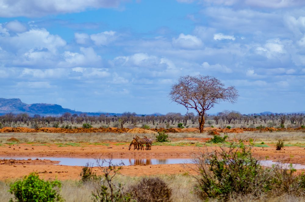 Tsavo East National Park zebras and landscape