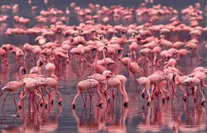 flamingoes lake nakuru