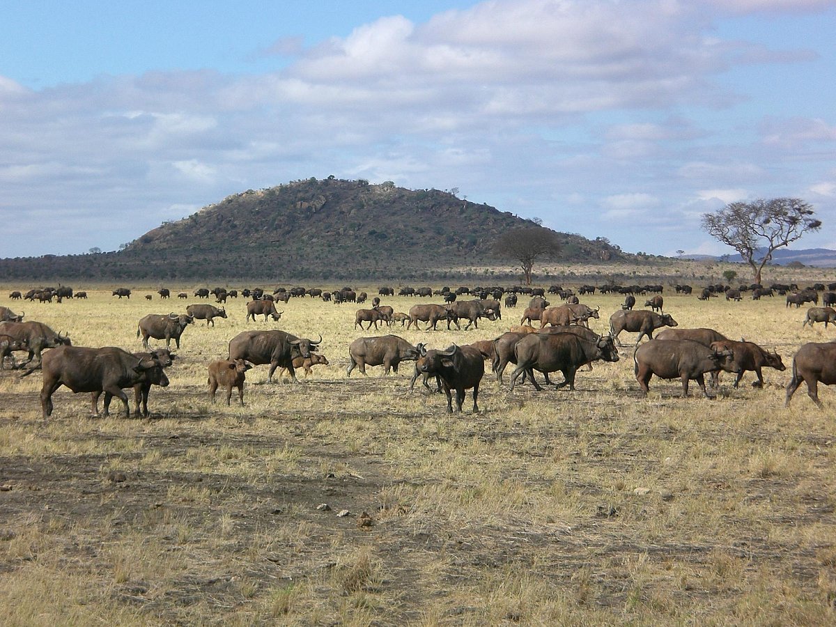 tsavo-east landscape with buffalo