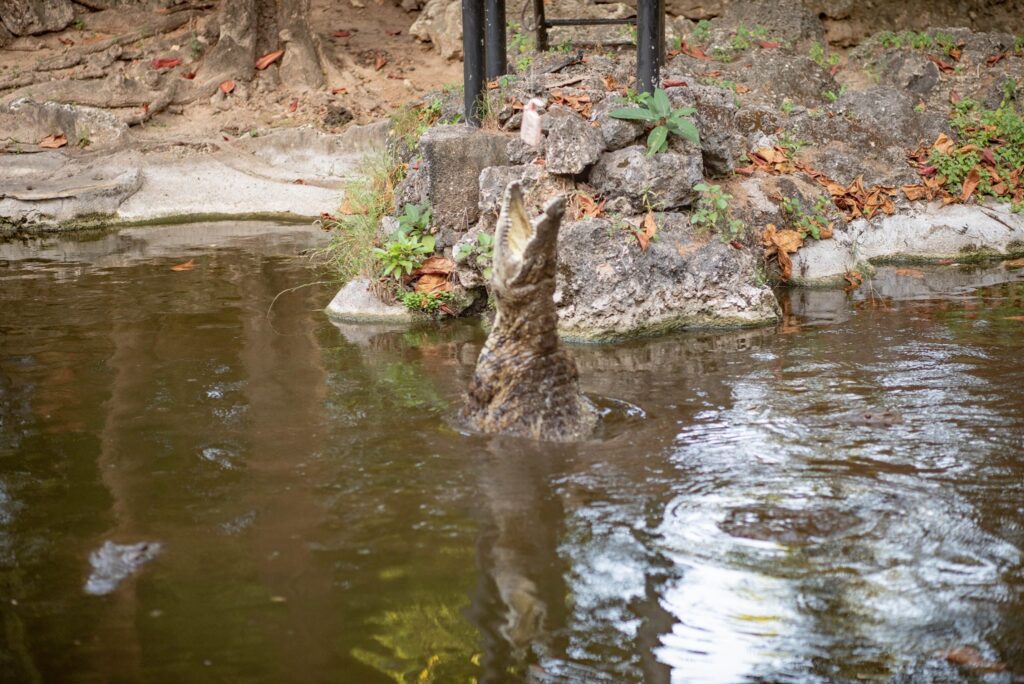 Crocodile having a meal at Mamba Village