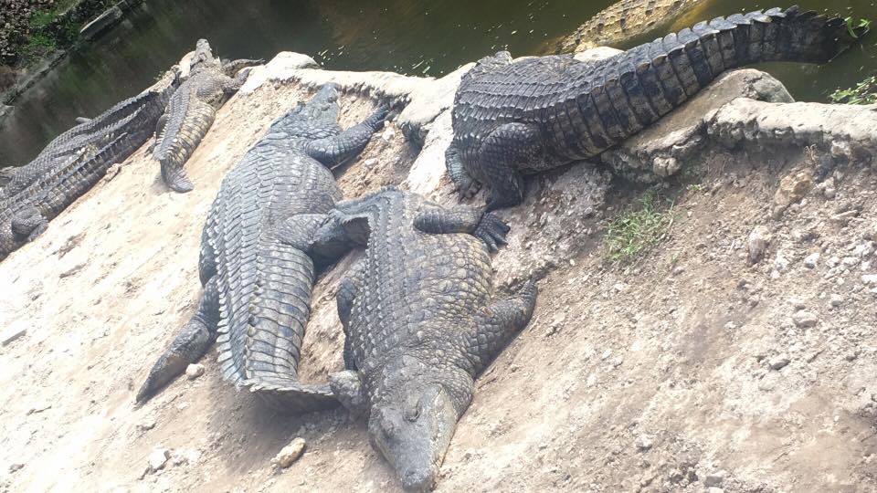 Crocodiles at Mamba Village Centre Mombasa Kenya