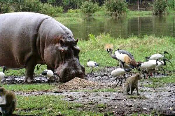 Families of hippos and troops of monkeys at haller park mombasa