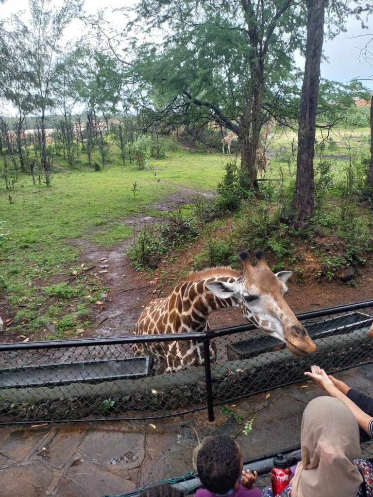 Giraffes being fed by visitors