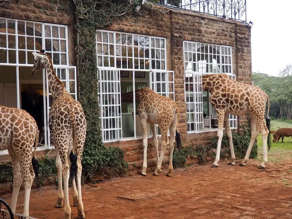 Giraffes checking on what is in the rooms at Giraffe Manor Nairobi kenya