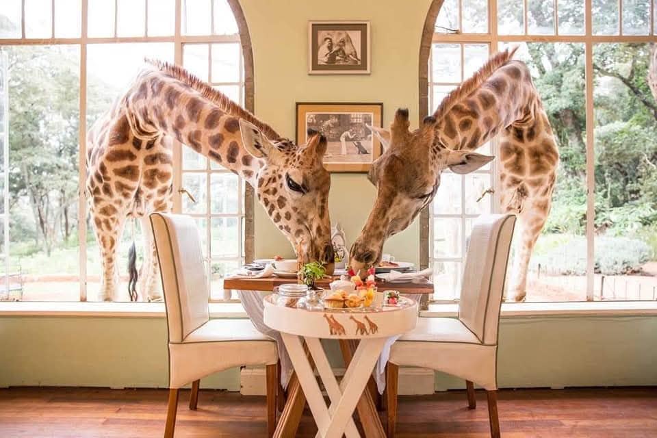 Giraffes having some breakfast at Giraffe Manor Nairobi Kenya