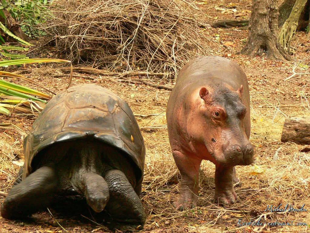 Haller Park Mombasa where you can see the tortoise Mzee with over 130 years