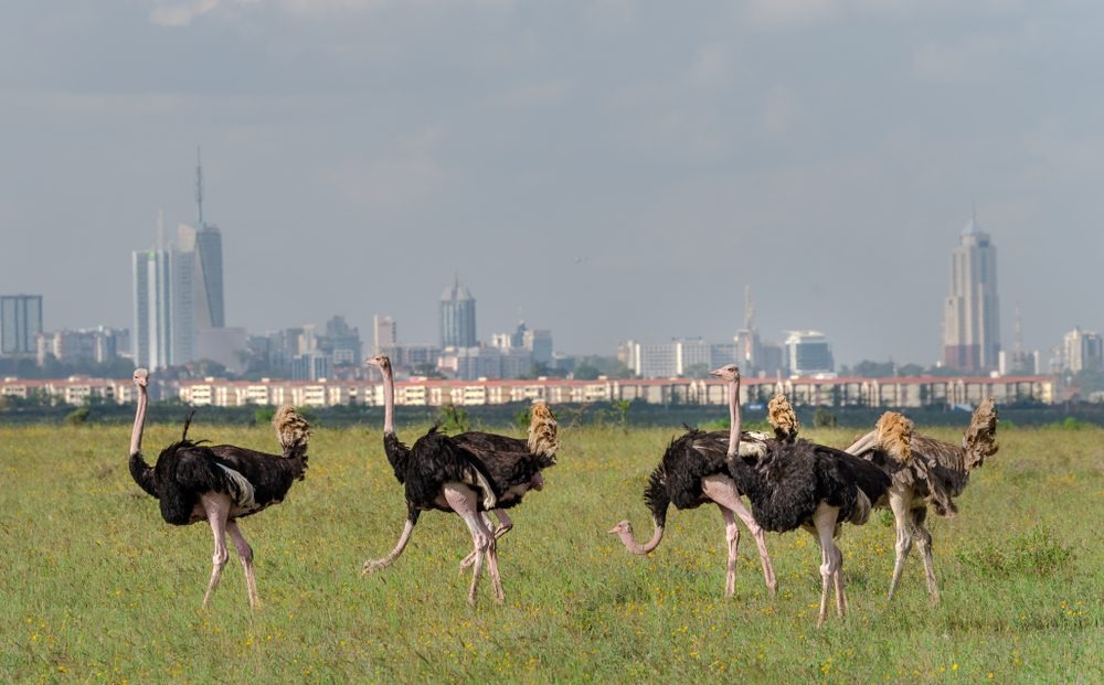 Ostrich birds in Nairobi national park in the city of Nairobi