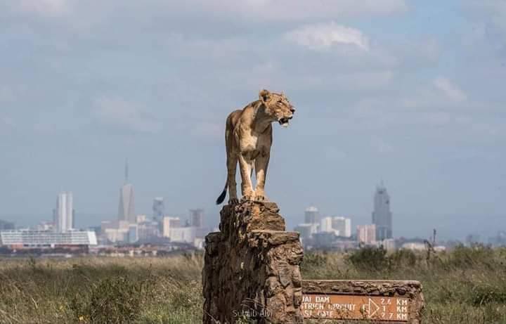 The king of the jungle surving her teritory behind her its Nairobi city