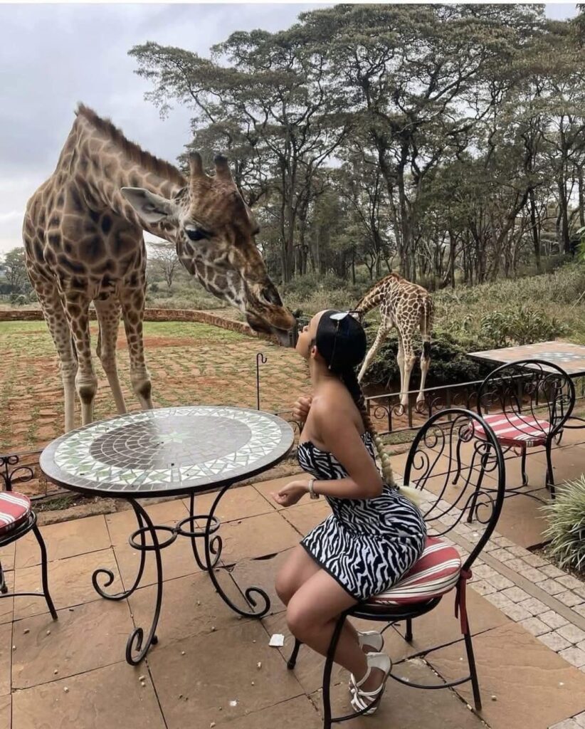 a woman kissing a giraffe at Giraffe Manor kenya