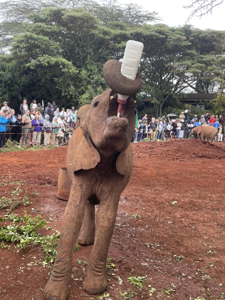 an elephant taking milk at Sheldrick Elephant Orphanage in Nairobi Kenya