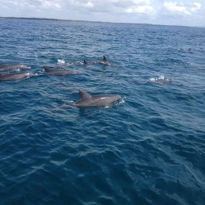 bottlenose dolphins at Mombasa Marine National Park