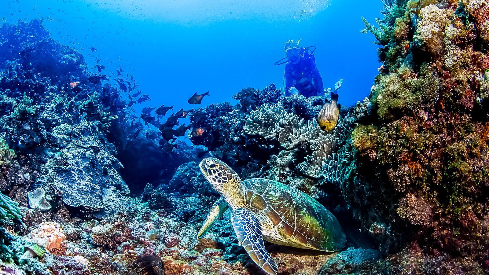 diving in Diani beach to see the ocean life