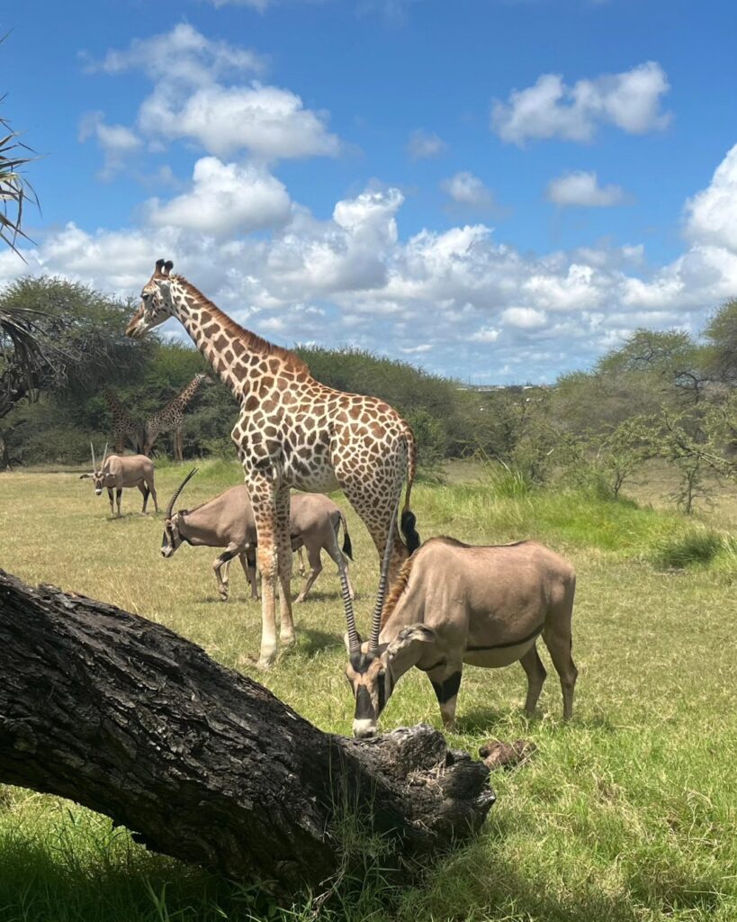 giraffes and oryx antelopes found in Nguuni Animal Sactuary