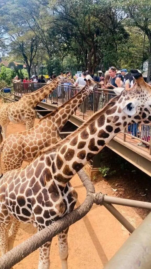 visitors feeding giraffes at Haller Park in Mombasa