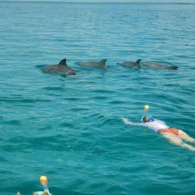 swimming with dolphins in Diani Beach