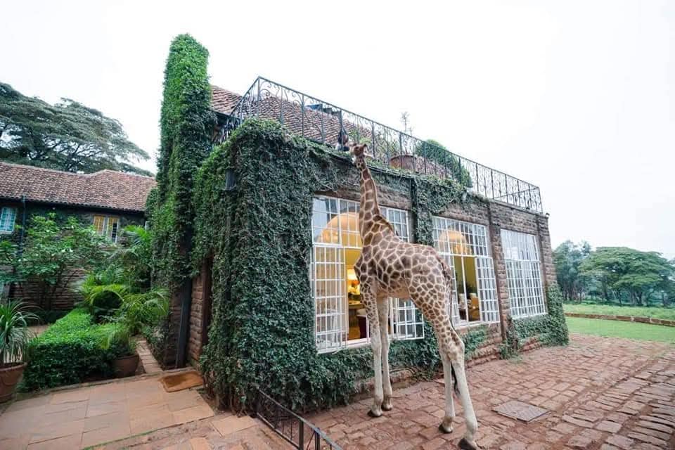 A Giraffe looking at the top of Giraffe Manor dining area