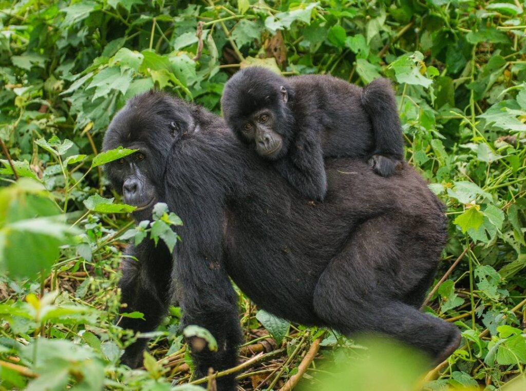 A photo taken of a Gorilla and its baby at Bwindi National Park in Uganda where Gorilla tracking is available