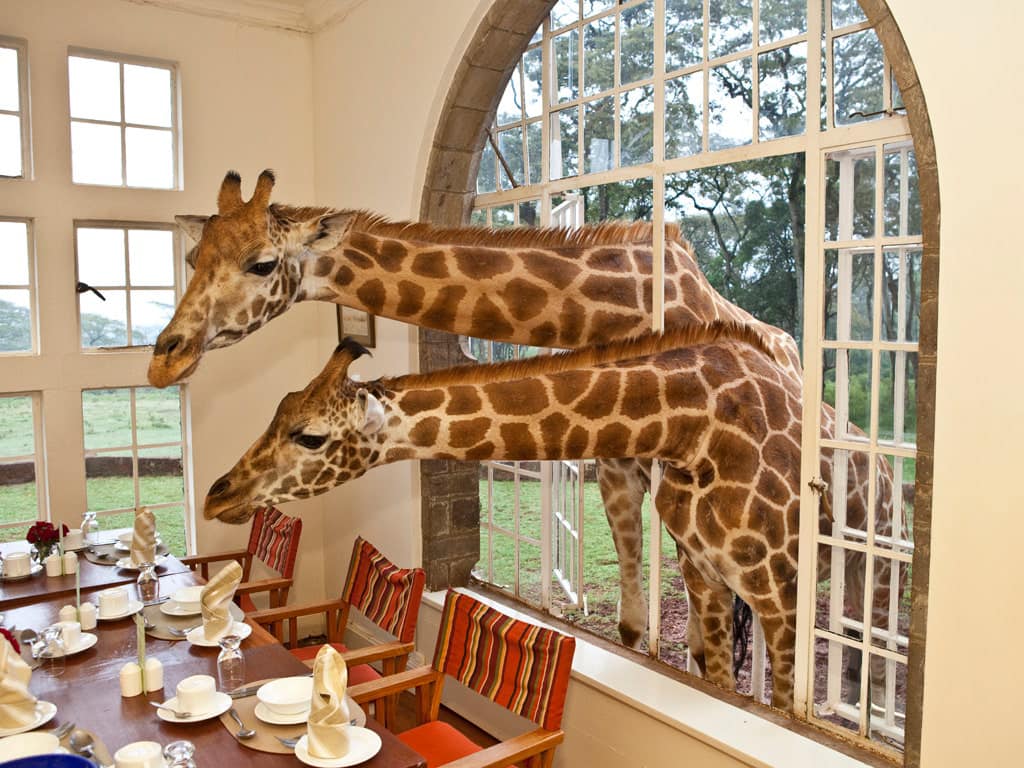 Giraffes peeping through a window at Daisy's Restaurant and Bar located at Giraffe Manor