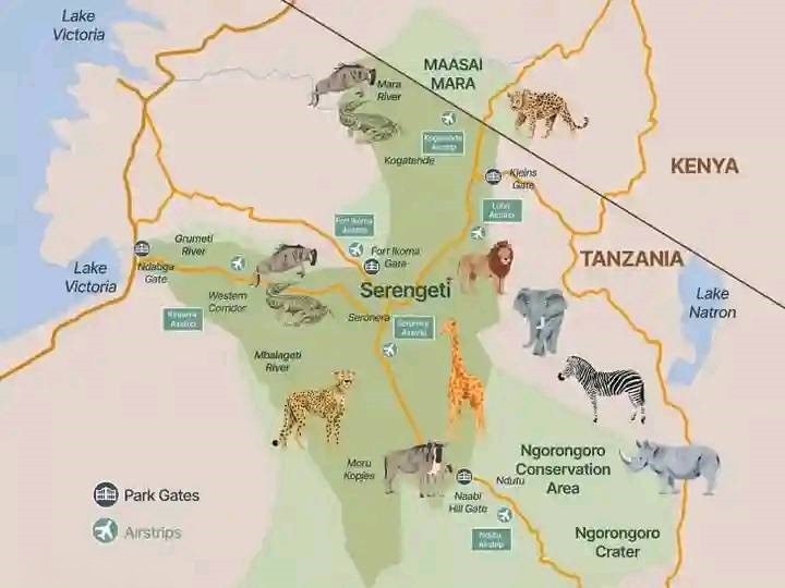 Mara Serengeti Map Showing Migration of animals, where particular animals can be found and airstrips