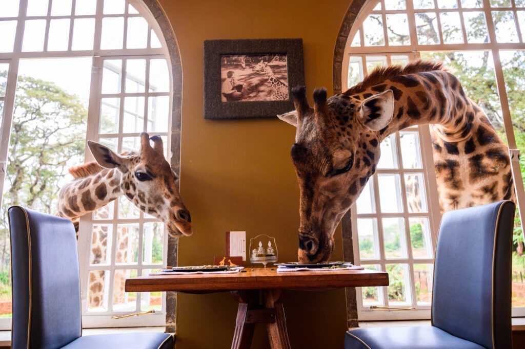 Orchid House dining area in Giraffe manor where giraffes have access to