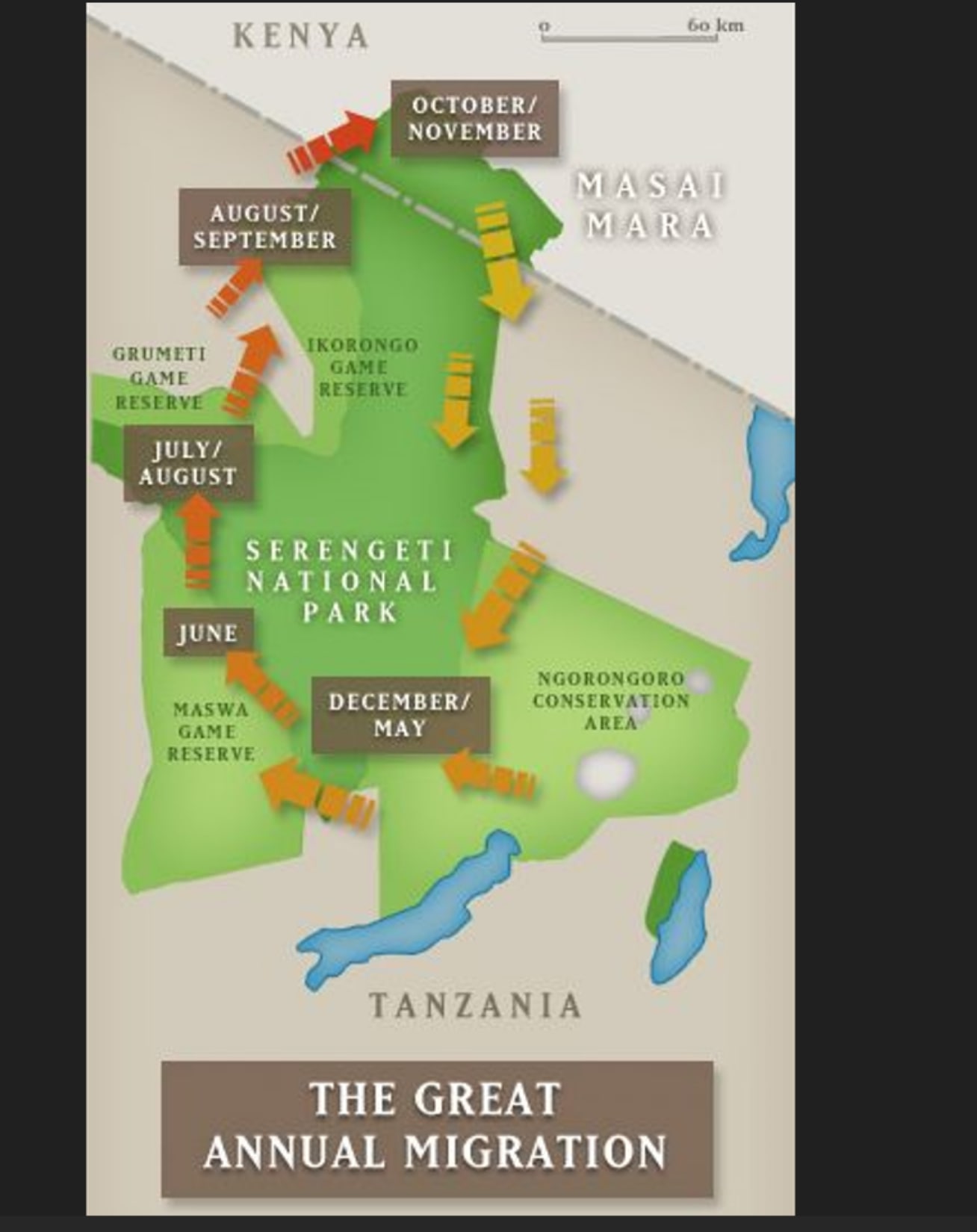 The great Annual Migration Cycle Map In Masai mara and Serengeti National Park