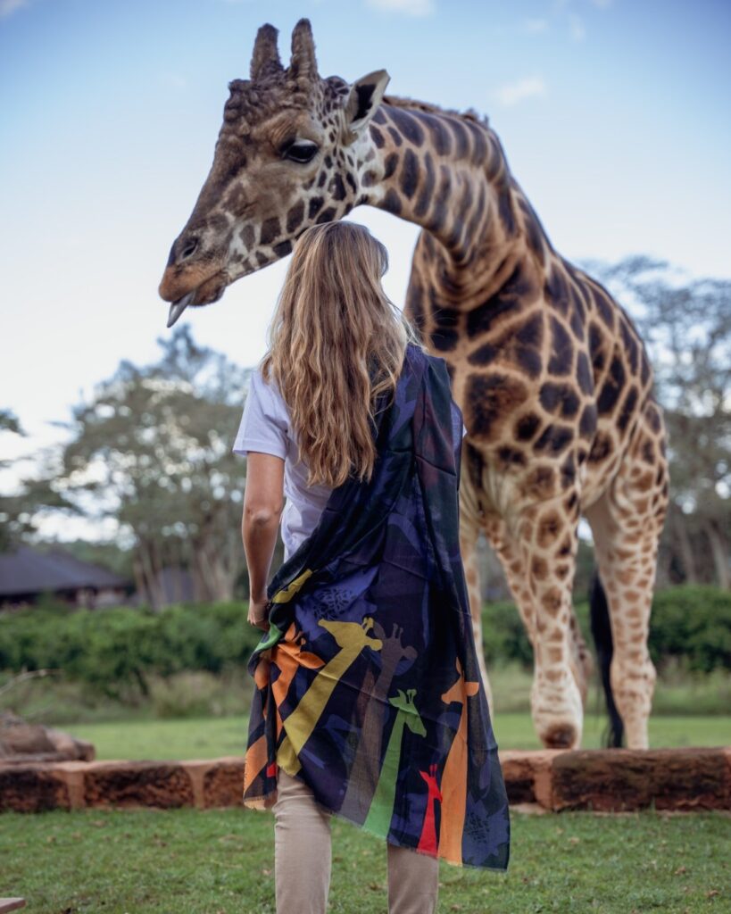 Tourist Interacting with a Giraffe at Giraffe Manor Kenya in the morning hours