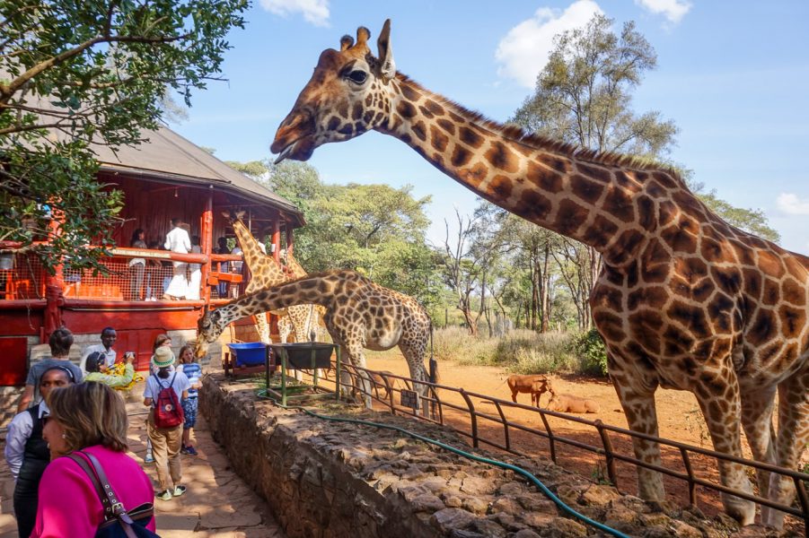 Visitors feeding and photographing Giraffes at Giraffe Manor