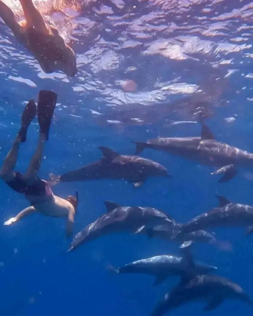 a tourist swimming in Zanzibar's dolphin pods during Zanzibar safari