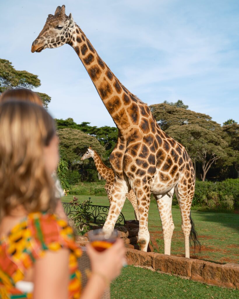 tourists watching the giraffes at Giraffe manor