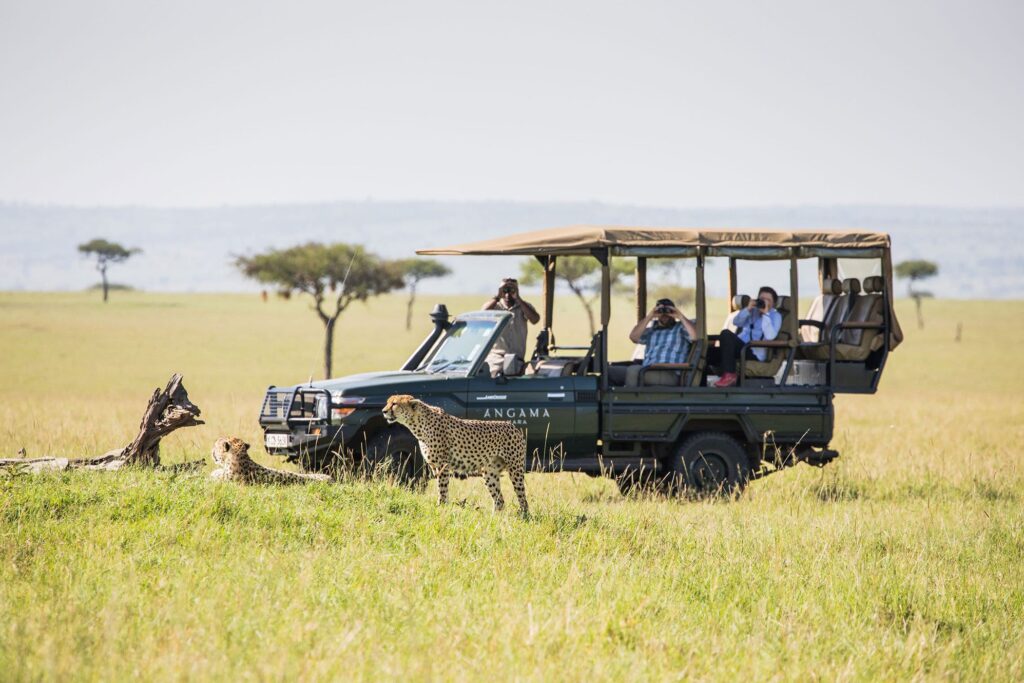 tourists watching cheetahs in masai mara while at Angama Mara