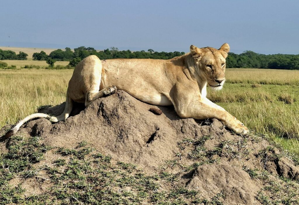 a lionness watching over the mara