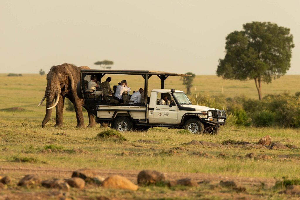 a morning game drive at maasai mara while staying at Karen Blixen Luxury Safari Camp