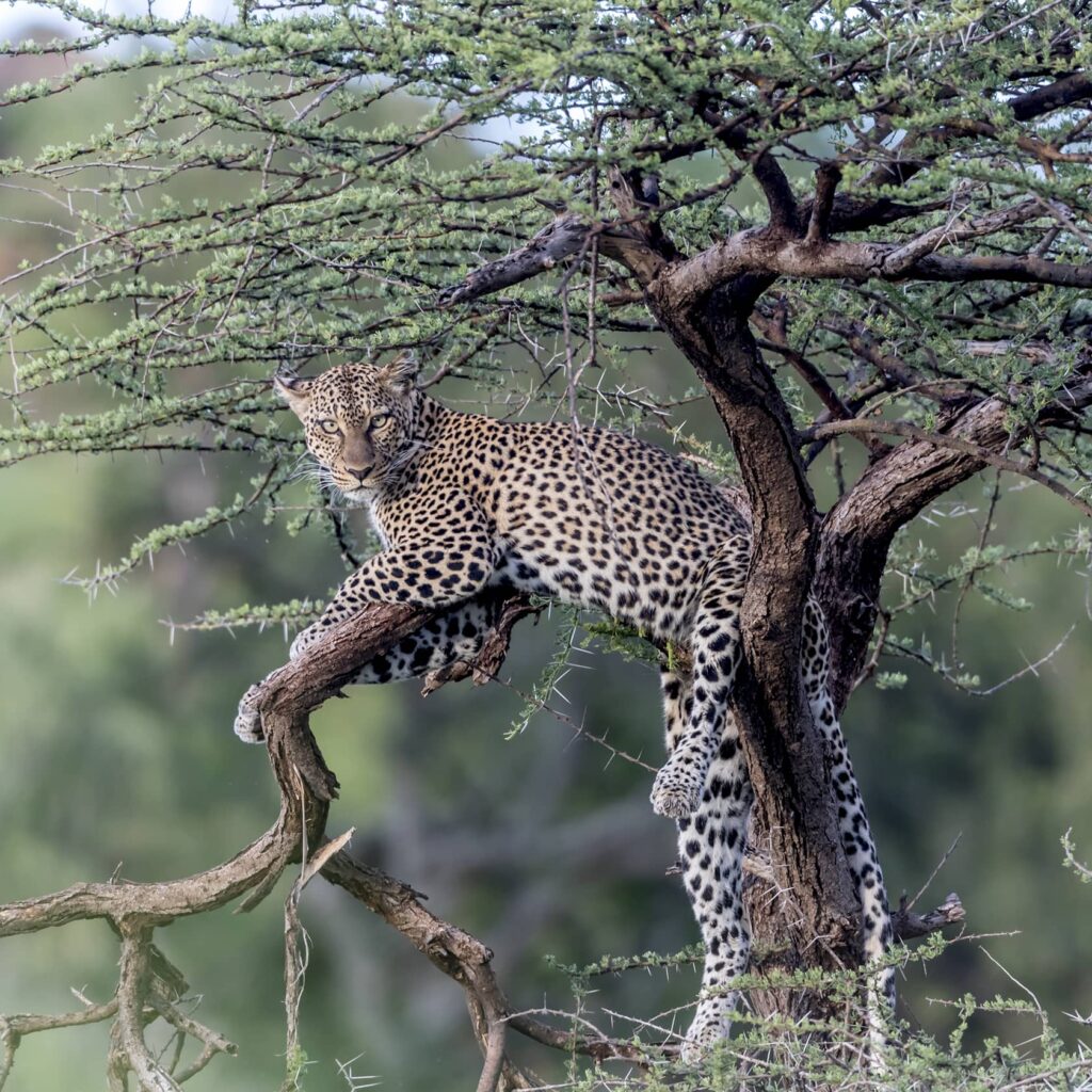 leopard relaxing in an acacia tree in masai mara reserve