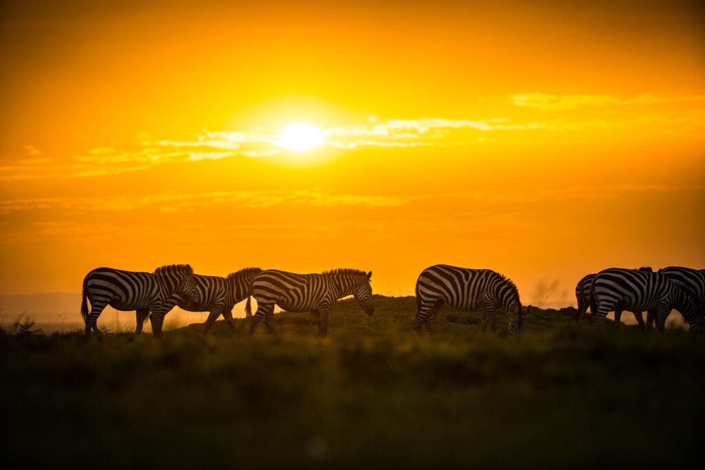 night game drives at masai mara while staying Karen Blixen Luxury Safari Camp