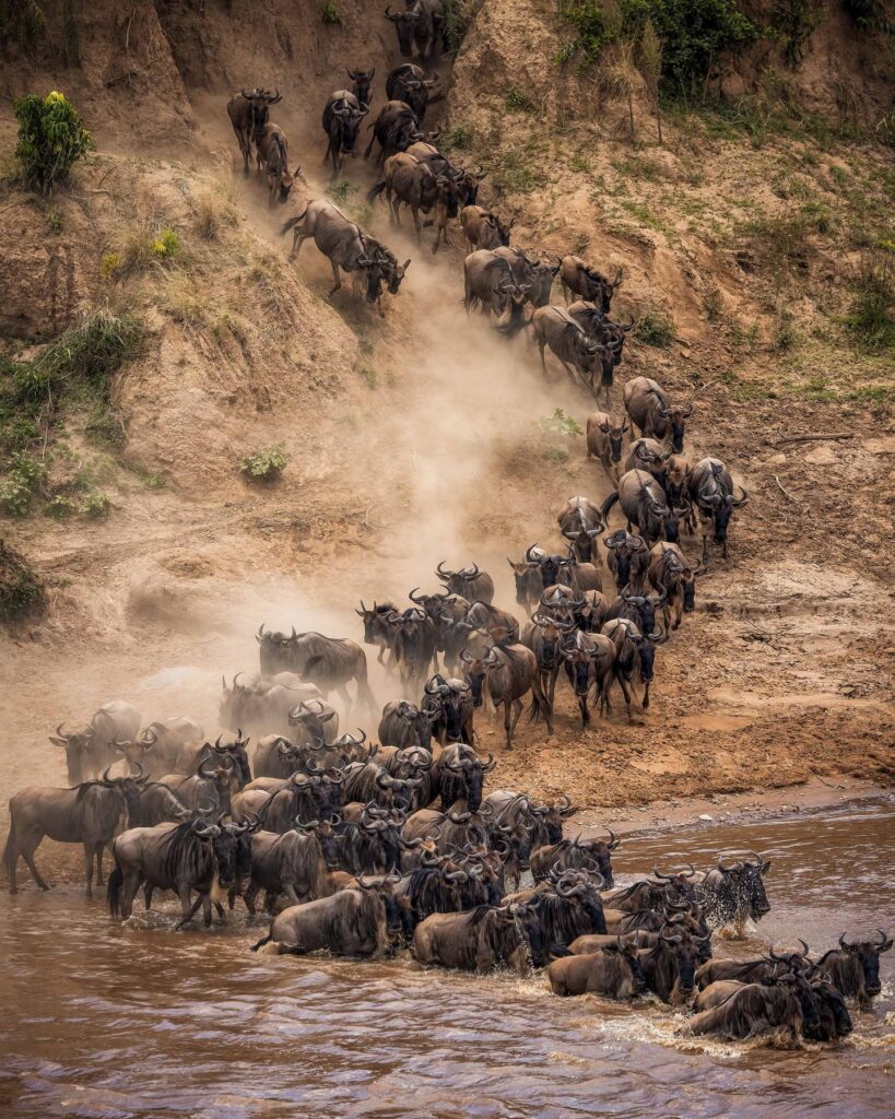 river mara crossing of wildbeest migration in masai mara