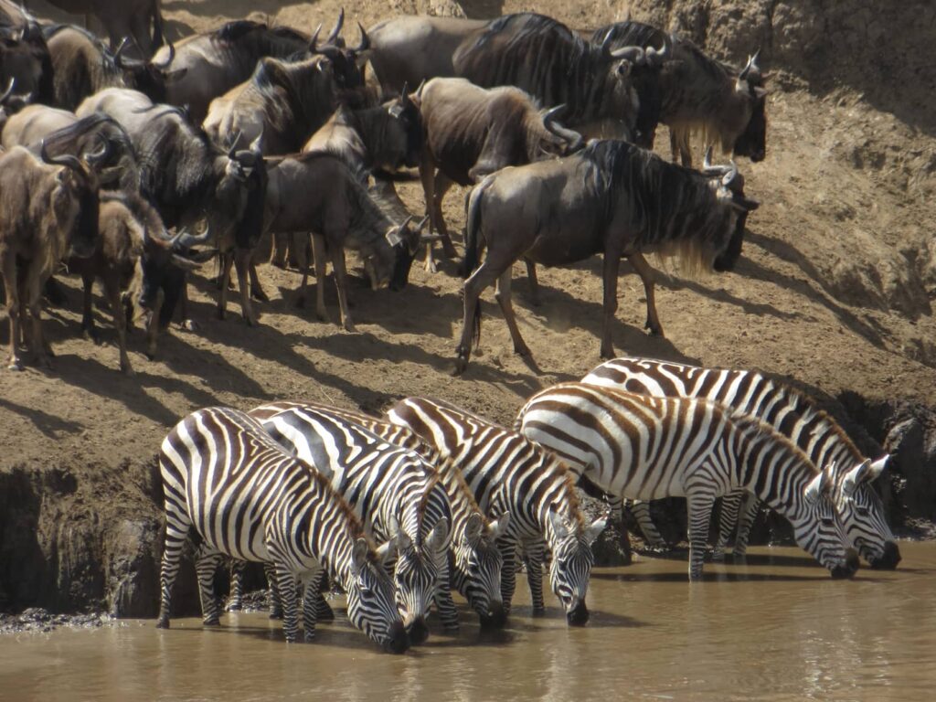 zebras in a waterpod in masai mara kenya