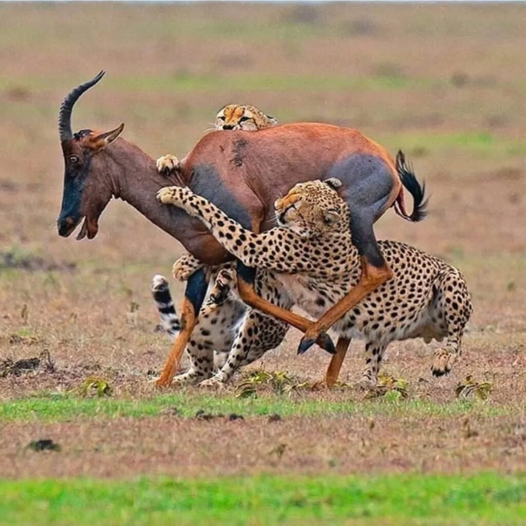 why masai mara its moments like this