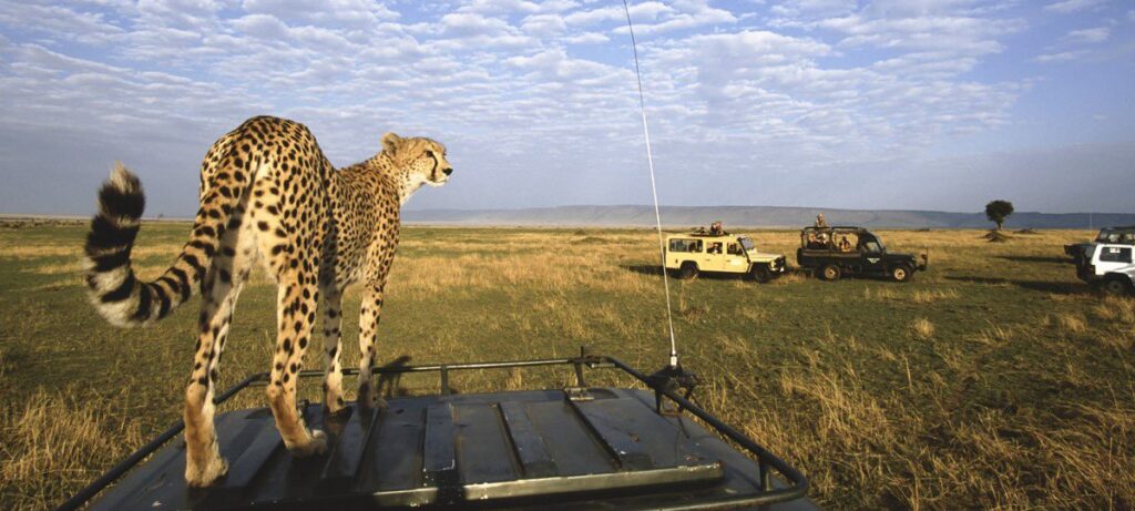 a cheetah on top of a land cruiser during the dry season in masai mara